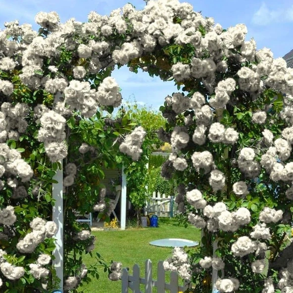 Tüplü Yediveren Kokulu White Quen Sarmaşık Gül Fidanı ürün görseli