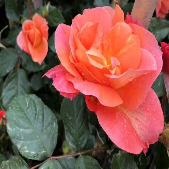 Tüplü Nadir Kokulu Yediveren Yavruağzı Sarmaşık Gül Fidanı ürün görseli