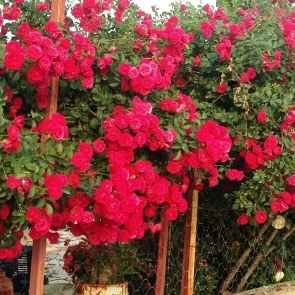 Tüplü Kokulu Kırmızı Cherry Belle Sarmaşık Gül Fidanı ürün görseli