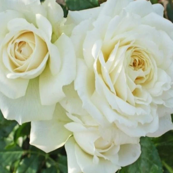 Tüplü Yoğun Kokulu Kordes Yediveren Alaska Sarmaşık Gül Fidanı Soğuklara Dayanıklı ürün görseli