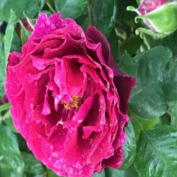 Tüplü Yediveren Nazende Yoğun Kokulu Koyu Mor Sarmaşık Gül Fidanı (120-160 cm) ürün görseli