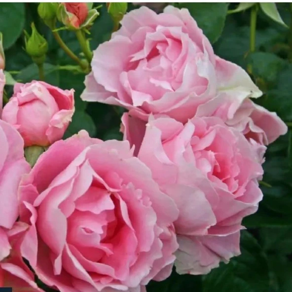 Tüplü Koleksiyonluk Hyrid Tea Poetry Yediveren Gül Fidanı ürün görseli