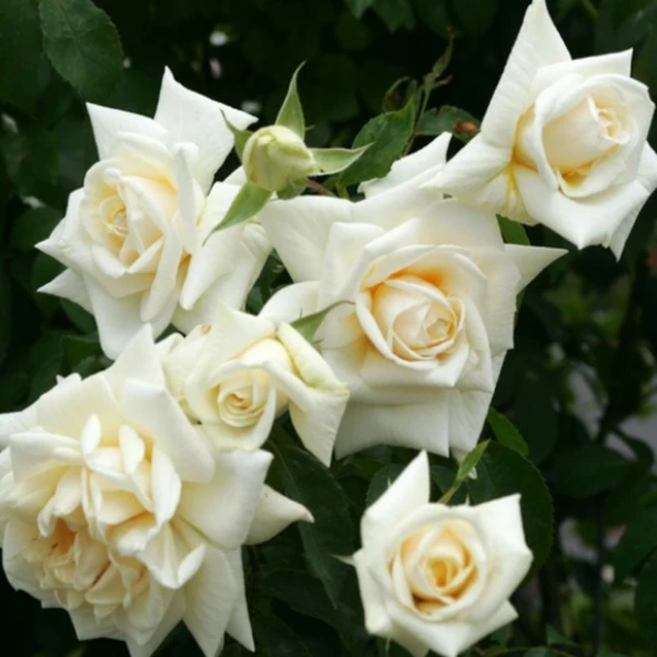 Tüplü Yediveren İlse Krohn Superior Sarmaşık Beyaz Kokulu Gül Fidanı ürün görseli
