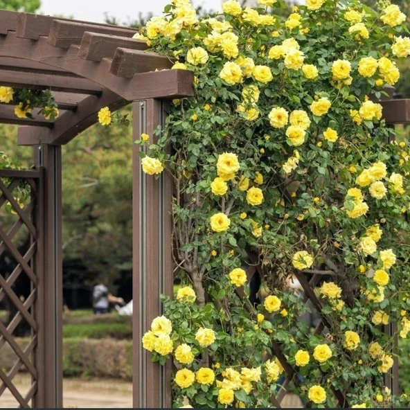 Tüplü Koleksiyonluk Rosalinda Sarı Yediveren  Sarmaşık Gül Fidanı ürün görseli