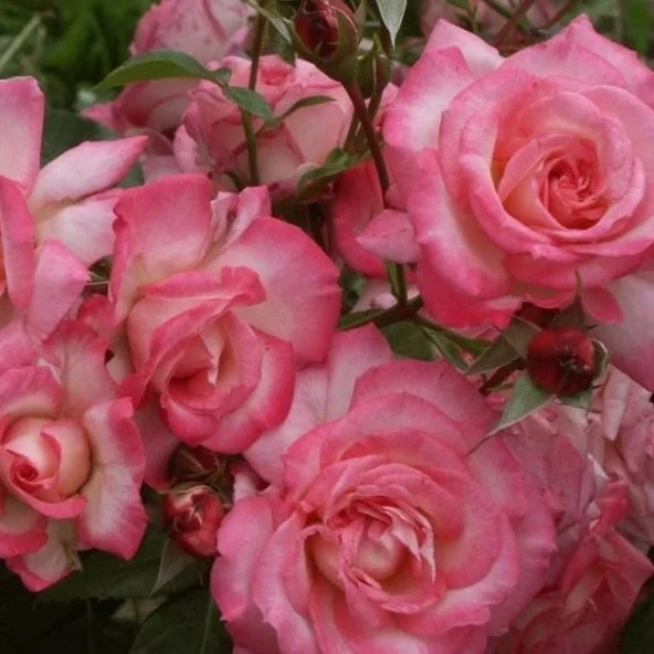 Tüplü Kokulu Yediveren Laguna Koyu Pembe Sarmaşık Gül Fidanı ürün görseli