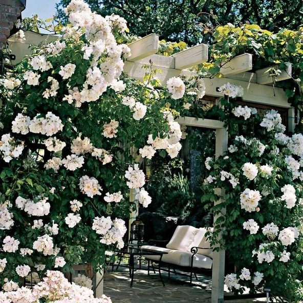 Tüplü Kokulu Yediveren Bride Crown Beyaz Renk Sarmaşık Gül Fidanı Soğuklara Dayanıklı - Resim 2