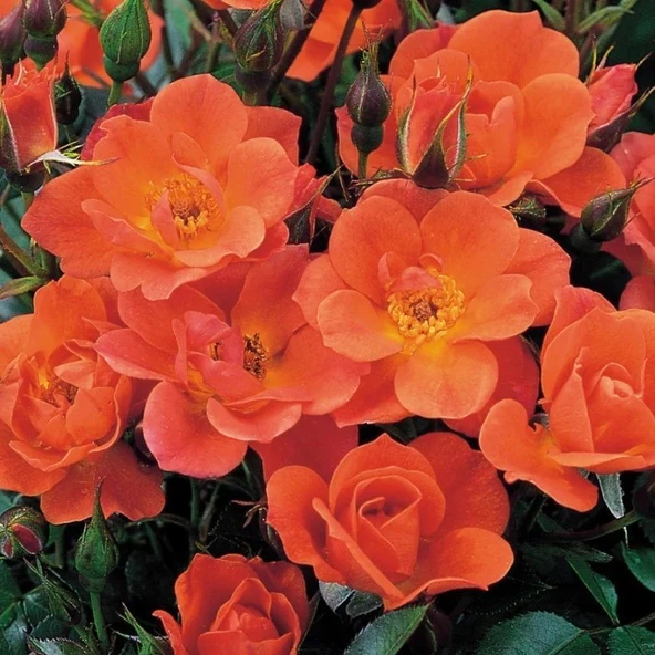 Tüplü Koleksiyonluk Nadir Kordes Saffron Turuncu Sarmaşık Yediveren Gül Fidanı ürün görseli