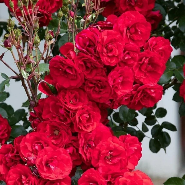 Tüplü Katmerli Kırmızı Koleksiyonluk Hyrid Tea Veronica Sarmaşık Yediveren Gül Fidanı ürün görseli