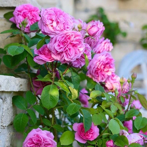 Tüplü Kokulu Pink Quen Pembe Renk Sarmaşık Gül Fidanı ürün görseli