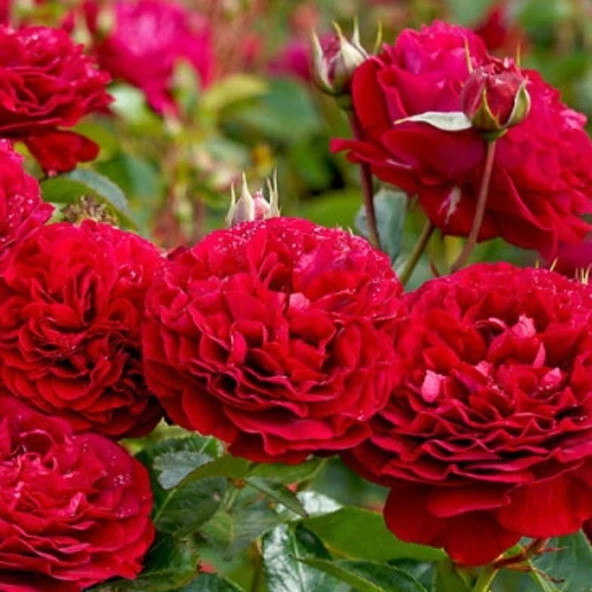 Tüplü Bordeaux Yediveren Yoğun Kokulu Gül Fidanı ürün görseli