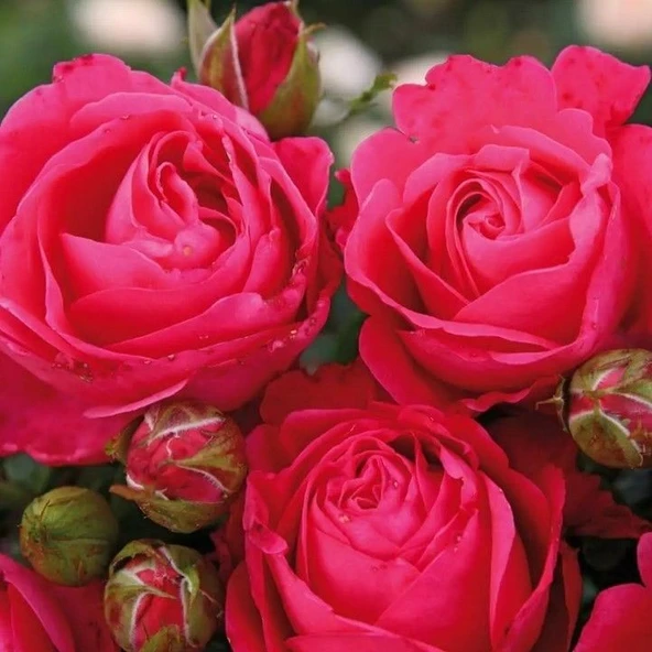 Tüplü Cherry Lady Yediveren Gül Fidanı ürün görseli