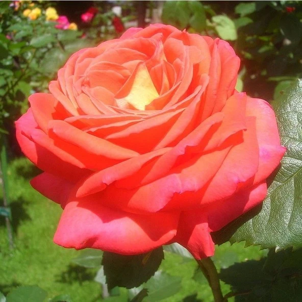 Tüplü Koleksiyonluk Yediveren Königin Der Rosen Kokulu Gül Fidanı ürün görseli