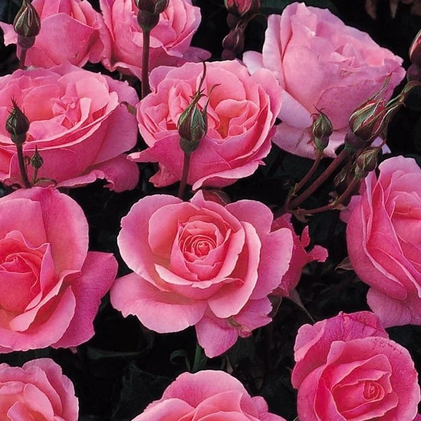 Tüplü Yediveren Soğuklara Dayanıklı Pink Fc Masal Gül Fidanı ürün görseli