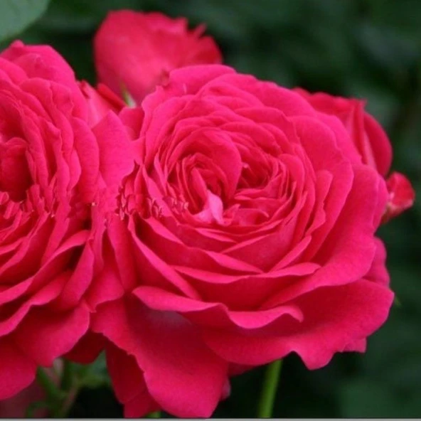 Tüplü Yediveren Esmeralda Fc Goncalı Gül Fidanı