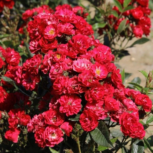 Tüplü Yer Örtücü Soğuklara Dayanıklı Zwergkönig Yediveren Gül Fidanı ürün görseli