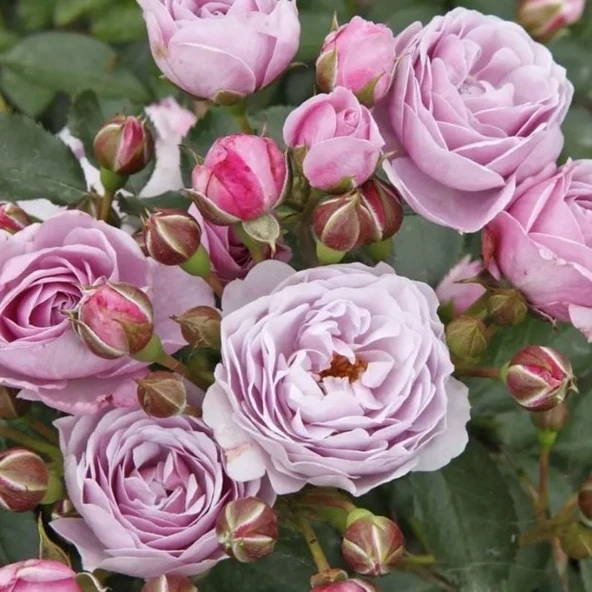 Tüplü Koleksiyonluk Hyrid Tea Nautica Yediveren Gül Fidanı - 2