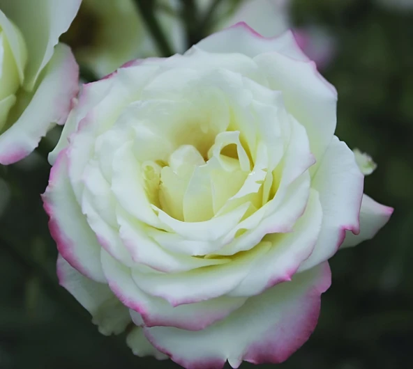 Tüplü Çift Renk Yediveren Zelal Kokulu Gül Fidanı ürün görseli