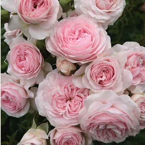 Tüplü Koleksiyonluk Kordes Larissa FC Yediveren Gül Fidanı ürün görseli