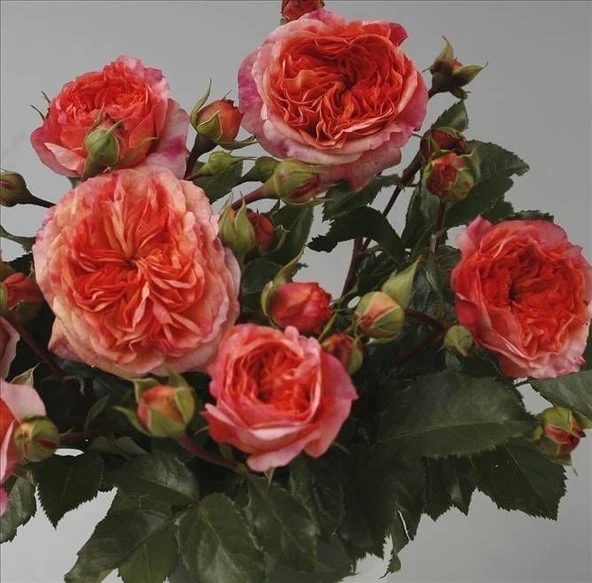 Tüplü Kordes Turuncu Orange Pompon Yediveren Gül Fidanı ürün görseli