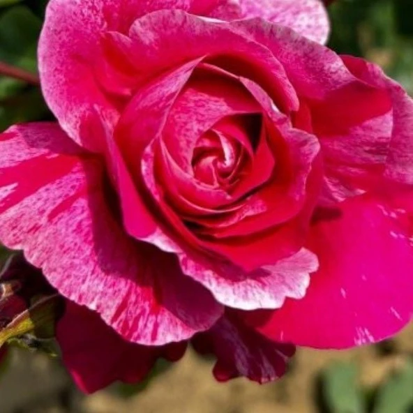 Tüplü Nadir Fleurette Sarmaşık  Kordes Yediveren Sarmaşık Gül Fidanı