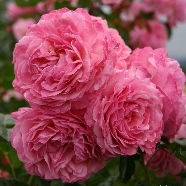 Tüplü Özel İri Goncalı Soğuklara Dayanıklı Lambart Gül Fidanı ürün görseli