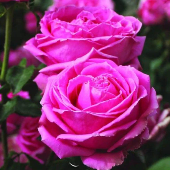 Tüplü Yediveren Uludağ Esintisi Yoğun Kokulu Gül Fidanı