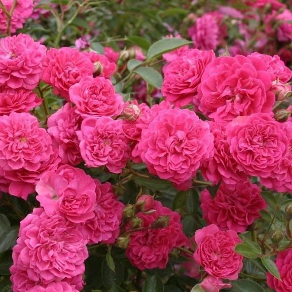 Tüplü Kokulu Çok Goncalı Kokulu Roxy Soğuklara Dayanıklı Gül Fidanı