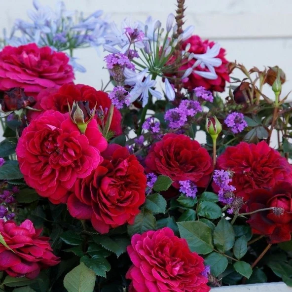 Tüplü Yediveren Kordes Bellevue Yoğun Kokulu Gül Fidanı ürün görseli