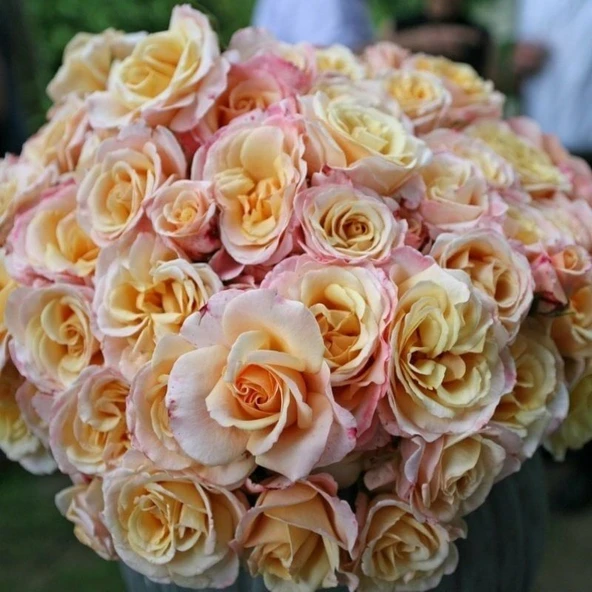 TÜplü Yediveren Oh Happy Day Kokulu Gül Fidanı - 2