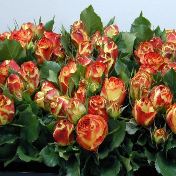 Tüplü Çok Goncalı Vulcanica Yediveren Gül Fidanı ürün görseli