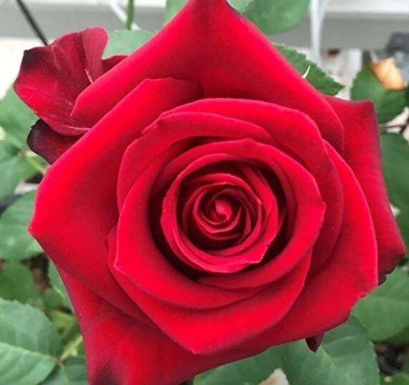 Tüplü Yediveren Yoğun Kokulu Tatiana Gül Fidanı ürün görseli