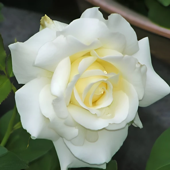 Tüplü Yediveren İri Goncalı Vivaldi Gül Fidanı ürün görseli