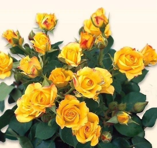 Tüplü Kordes Rosen Yediveren Yellow Taifun Gül Fidanı ürün görseli