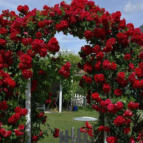 Tüplü Kokulu Kırmızı Renk Red Beauty Yediveren Sarmaşık Gül Fidanı 5 yaş (120-160 Cm)