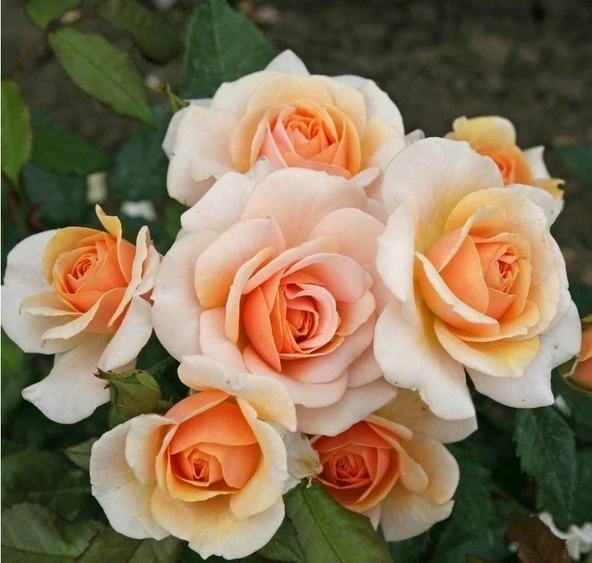 Tüplü Kordes Rosen Kokulu Sweet Honey Gül Fidanı - Resim 2