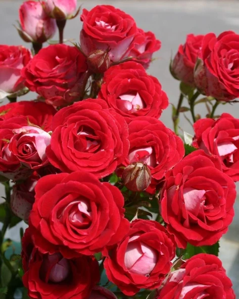 Tüplü Nadir Kokulu Rose Schöne Koblenzerin Yediveren Gül Fidanı