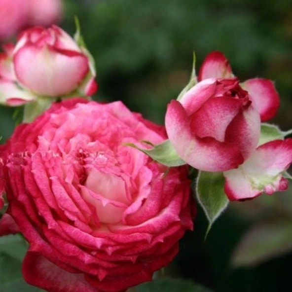 Tüplü Soğuklara Dayanıklı Yediveren Nicole FC Gül Fidanı