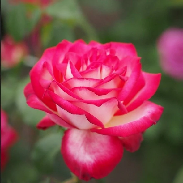 Tüplü Soğuklara Dayanıklı Neue Revue Yediveren Yoğun Kokulu Gül Fidanı ürün görseli 1