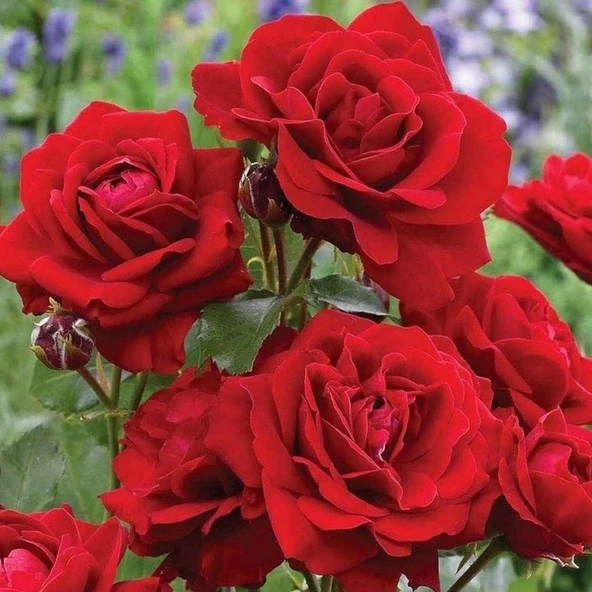 Tüplü Gülfem Yediveren Yoğun Kokulu Gül Fidanı