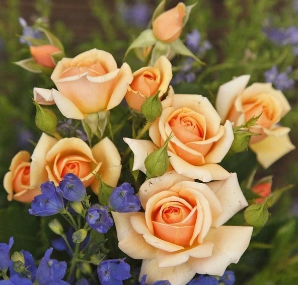 Tüplü Kordes Rosen Kokulu Sweet Honey Gül Fidanı ürün görseli 1