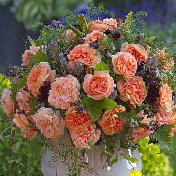 iyonluk Kokulu Schone Vom See Yediveren Gül Fidanı