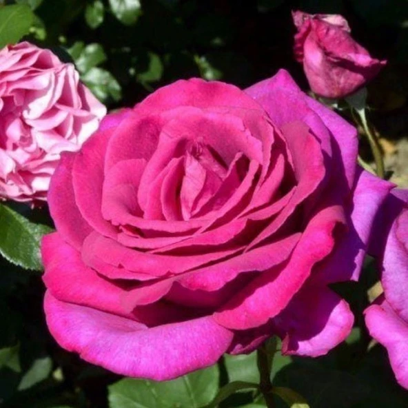 Tüplü Kokulu Yediveren Esmeralda Gül Fidanı