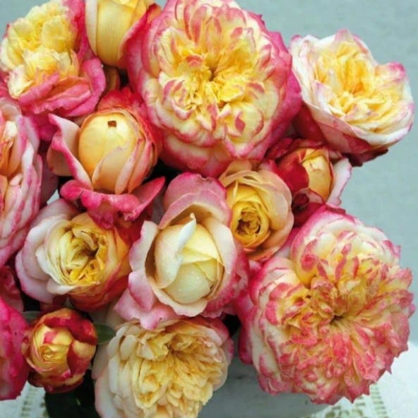 Tüplü Soğuklara Dayanıklı Yediveren Kordes Jubile Yoğun Kokulu Gül Fidanı