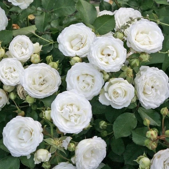 Tüplü Soğuklara Dayanıklı Schneeküsschen Mannheim Yediveren Gül Fidanı