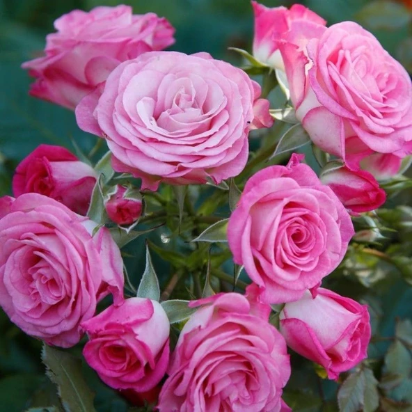 Tüplü Katmerli Kokulu Kordes Rosen Xenia Yediveren Soğuklara Dayanıklı Gül Fidanı