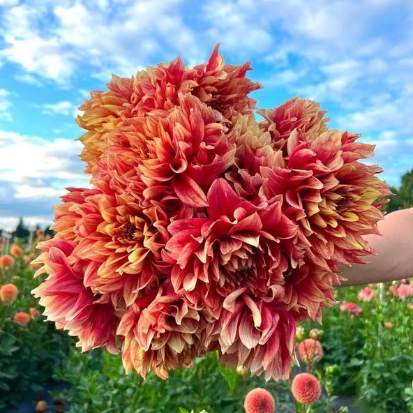 Dazzling Sun Büyük Çiçekli Dahlia Yumrusu (1 adet)