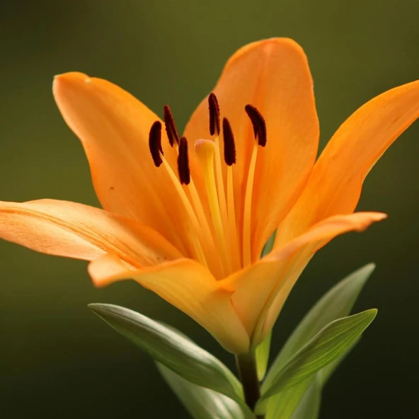 Turuncu Çiçekli Erenemo Lilium Zambak Soğanı (1 Adet)