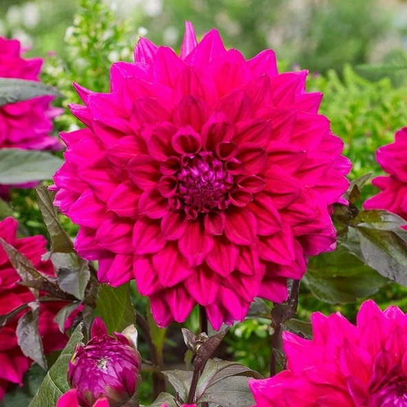 E. Matador Büyük Çiçekli Dahlia Yumrusu (1 adet)