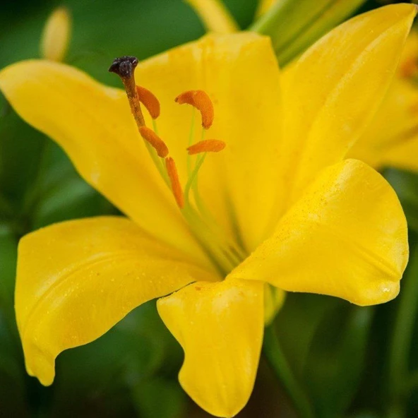 Sarı Çiçekli El Divo Lilium Zambak Soğanı (1 Adet)