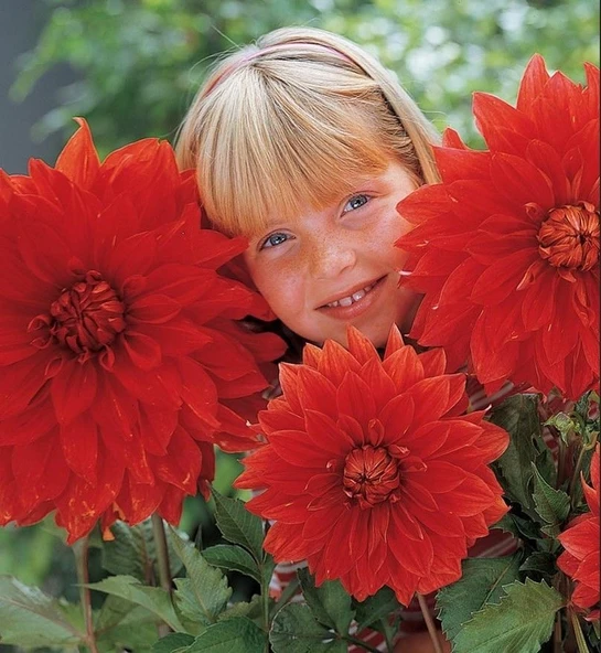 Babylon Red Büyük Çiçekli Dahlia Yumrusu (1 adet)